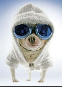 Chihuahua w:hoodie & goggles