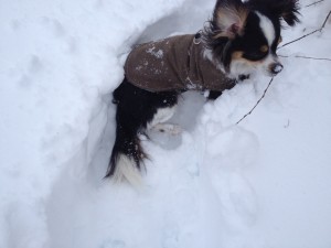 Willie in snow